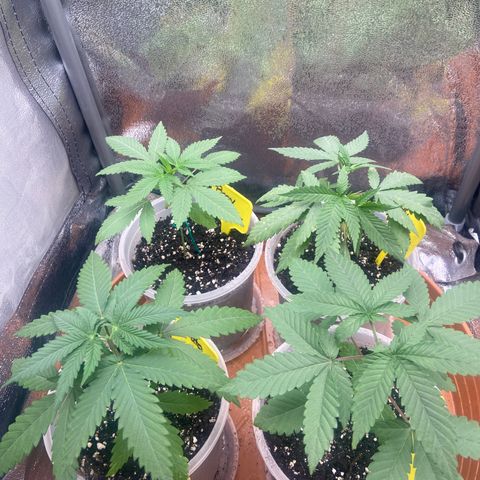 Moweeto growlog timeline photo