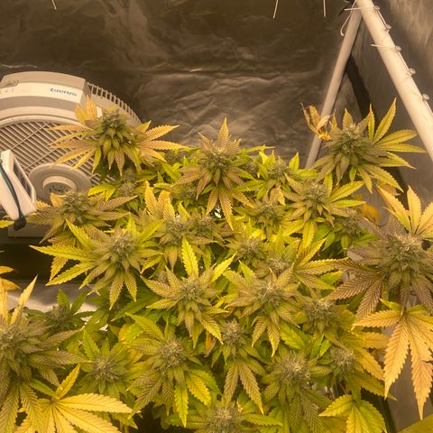 Pineapple Uspidedown Cake growlog timeline photo