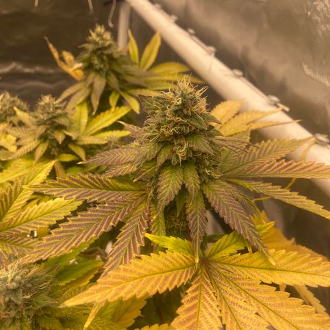Pineapple Uspidedown Cake growlog timeline photo