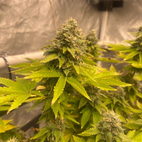 Pineapple Uspidedown Cake growlog timeline photo