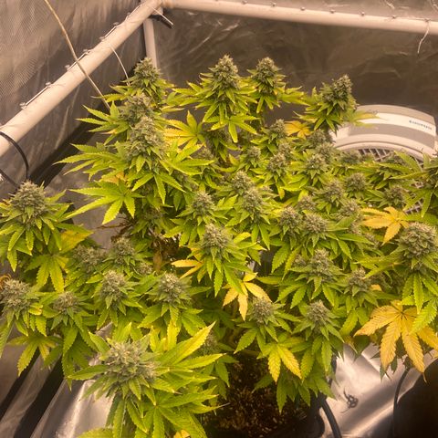 Pineapple Uspidedown Cake growlog timeline photo