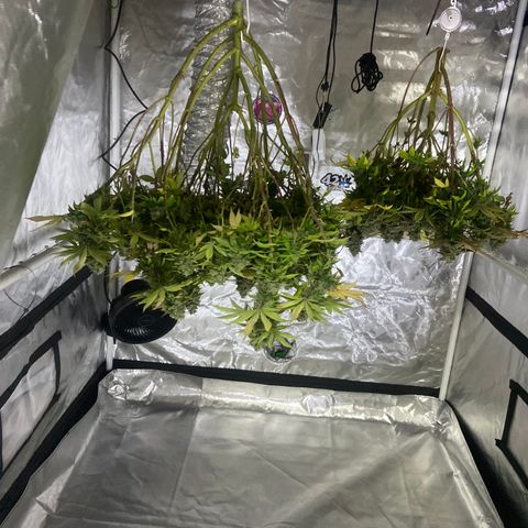 Pineapple Uspidedown Cake growlog timeline photo