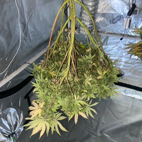 Pineapple Uspidedown Cake growlog timeline photo
