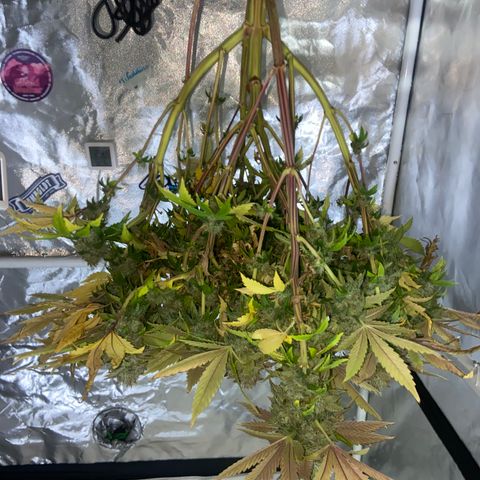 Pineapple Uspidedown Cake growlog timeline photo