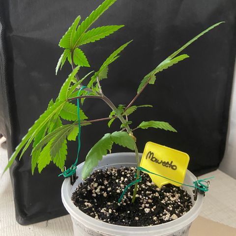 Moweeto growlog timeline photo