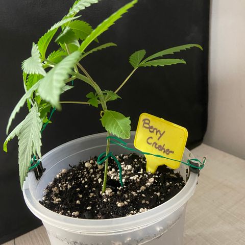 Moweeto growlog timeline photo