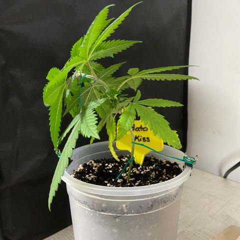 Moweeto growlog timeline photo