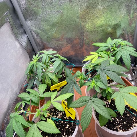 Moweeto growlog timeline photo