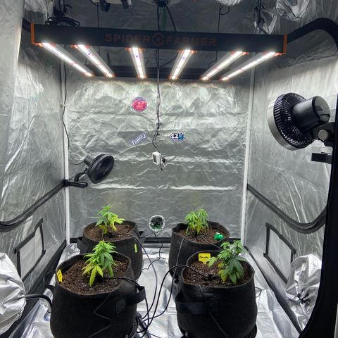 Moweeto growlog timeline photo
