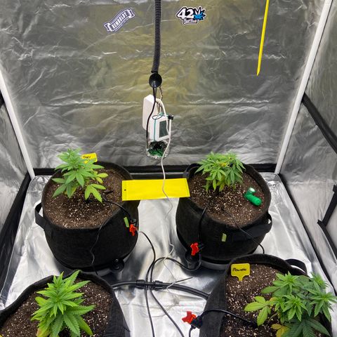 Moweeto growlog timeline photo