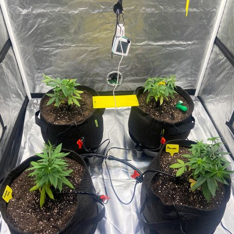 Moweeto growlog timeline photo