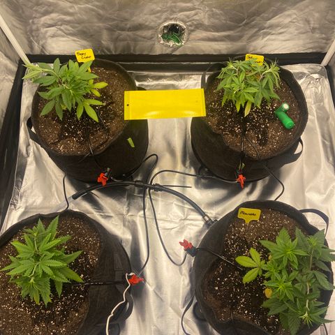 Moweeto growlog timeline photo