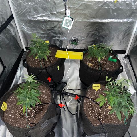 Moweeto growlog timeline photo