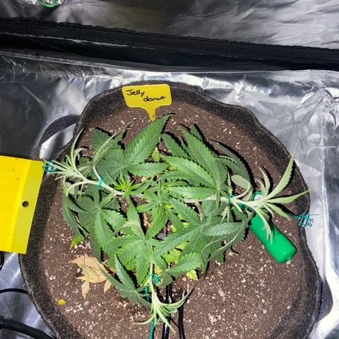 Moweeto growlog timeline photo