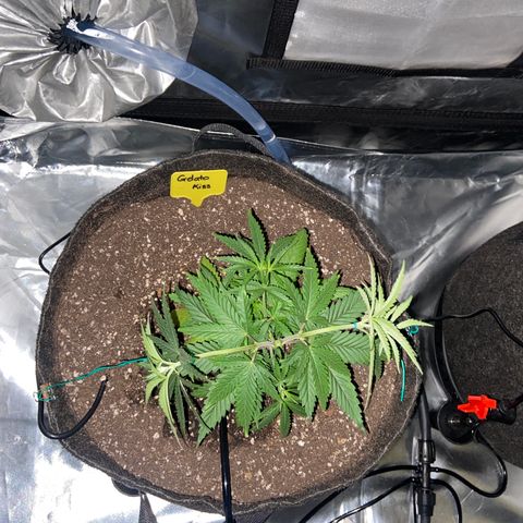 Moweeto growlog timeline photo