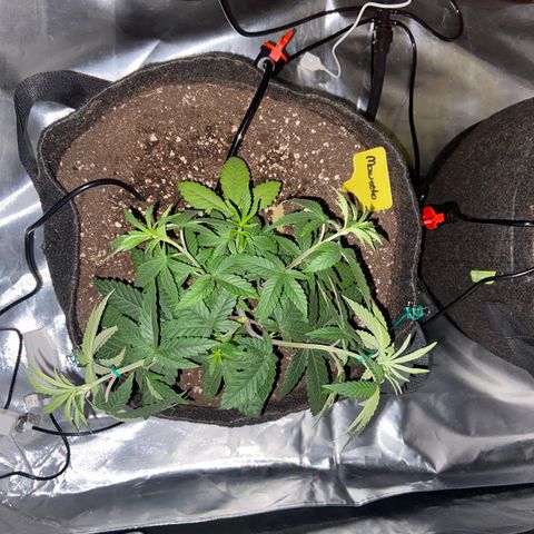 Moweeto growlog timeline photo