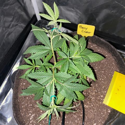 Moweeto growlog timeline photo
