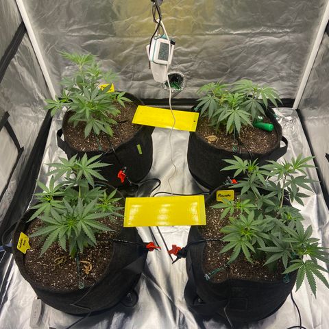 Moweeto growlog timeline photo