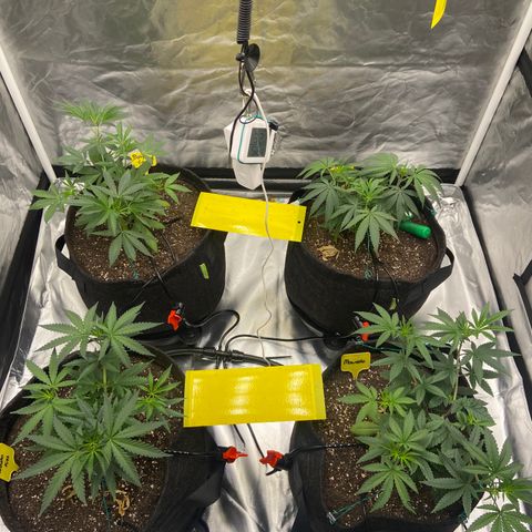 Moweeto growlog timeline photo