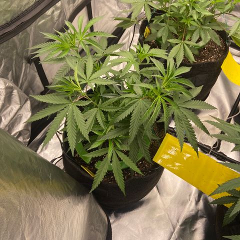 Moweeto growlog timeline photo