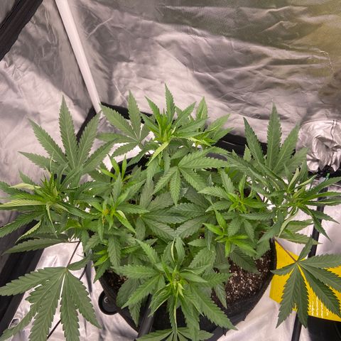 Moweeto growlog timeline photo