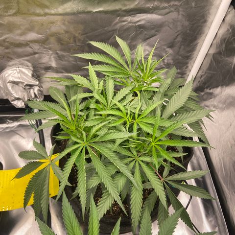 Moweeto growlog timeline photo