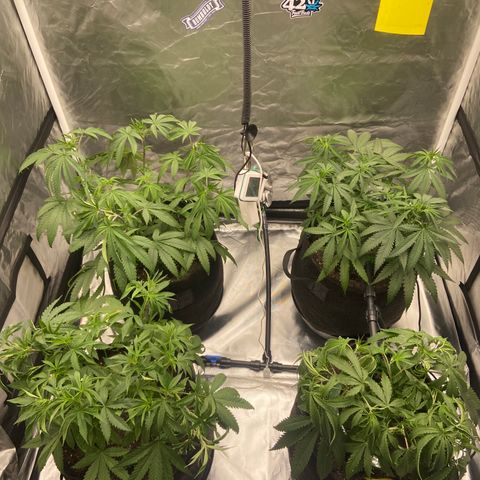 Moweeto growlog timeline photo