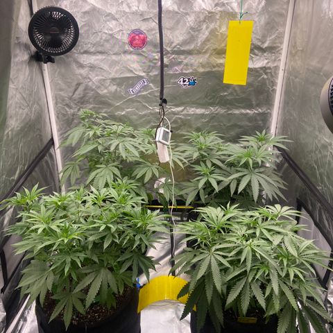 Moweeto growlog timeline photo