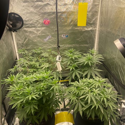 Moweeto growlog timeline photo