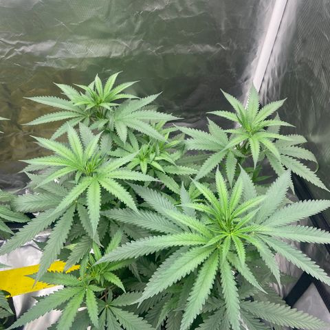 Moweeto growlog timeline photo