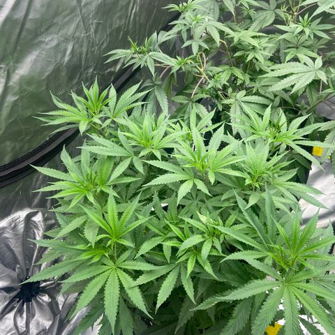 Moweeto growlog timeline photo