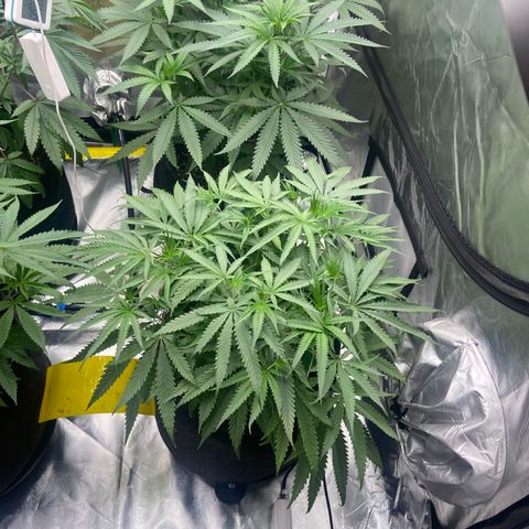 Moweeto growlog timeline photo