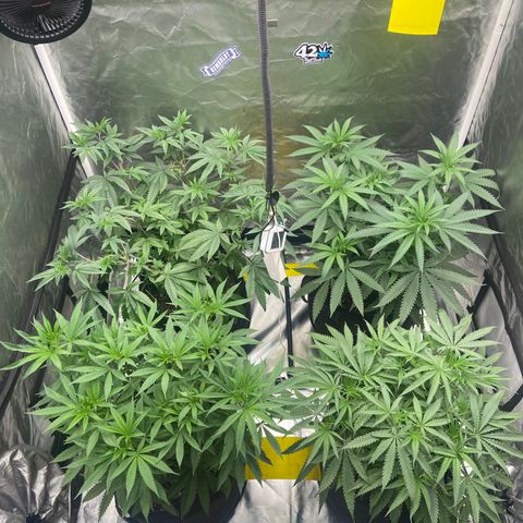 Moweeto growlog timeline photo