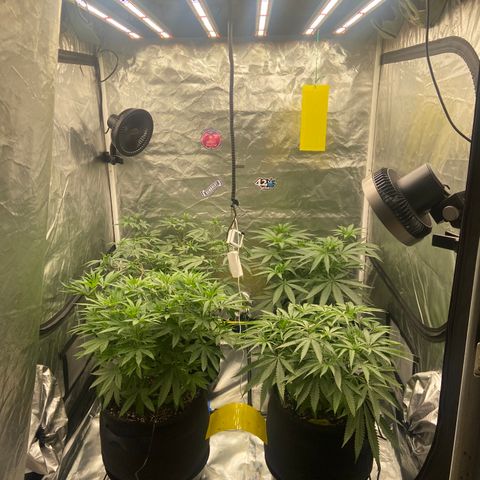 Moweeto growlog timeline photo