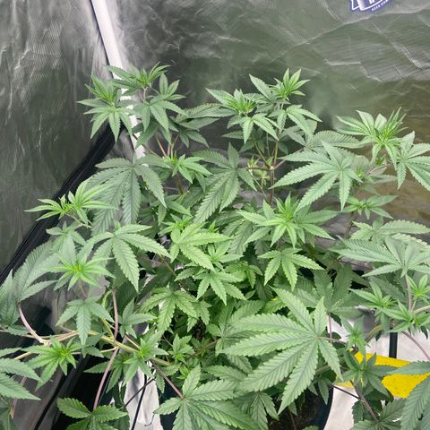 Moweeto growlog timeline photo