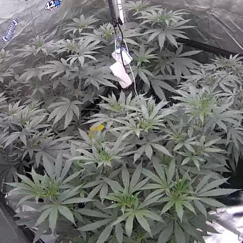Moweeto growlog timeline photo