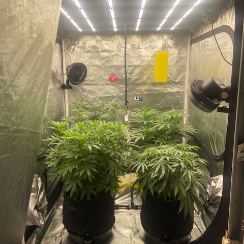 Moweeto growlog timeline photo