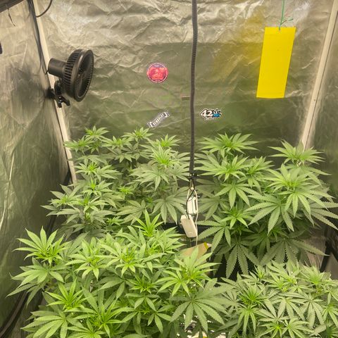 Moweeto growlog timeline photo