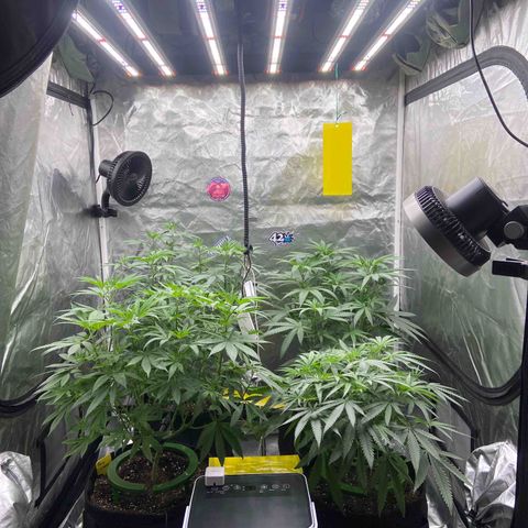 Moweeto growlog timeline photo