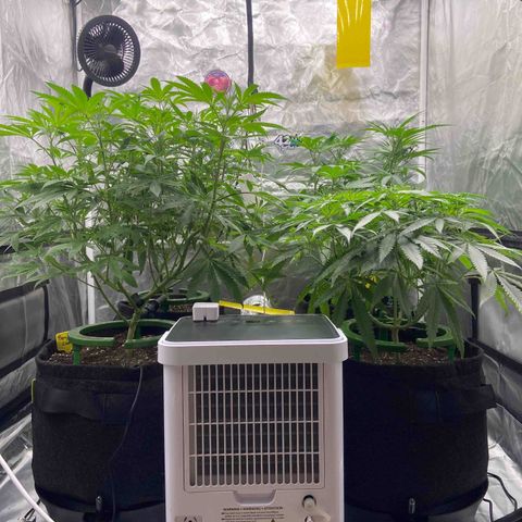 Moweeto growlog timeline photo