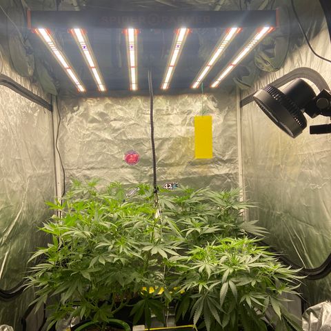 Moweeto growlog timeline photo
