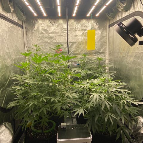 Moweeto growlog timeline photo