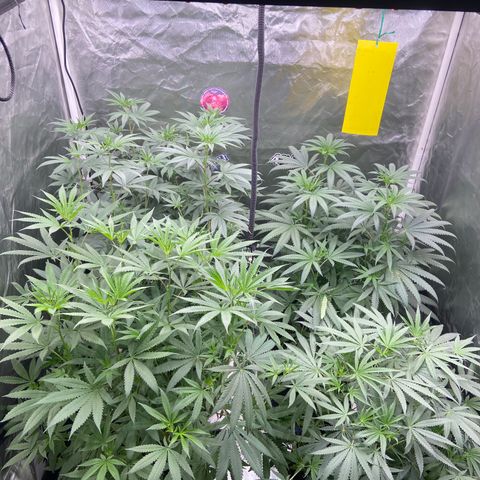 Moweeto growlog timeline photo
