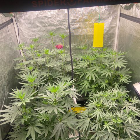 Moweeto growlog timeline photo