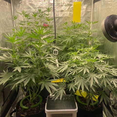 Moweeto growlog timeline photo