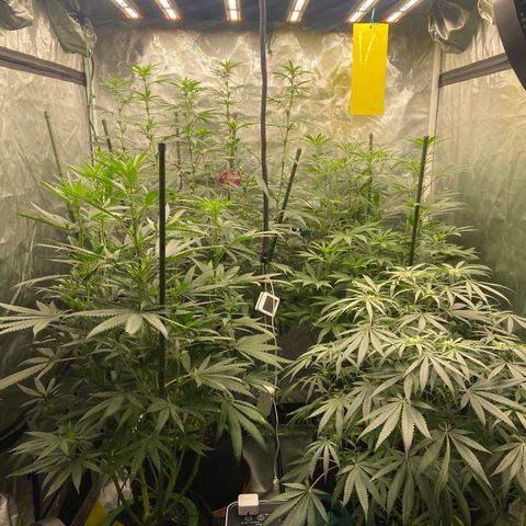 Moweeto growlog timeline photo