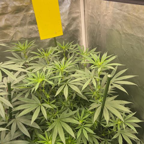 Moweeto growlog timeline photo