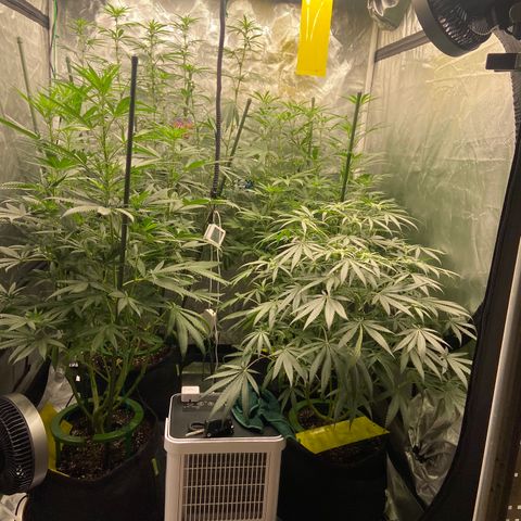 Moweeto growlog timeline photo