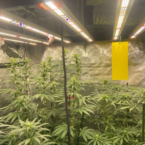 Moweeto growlog timeline photo