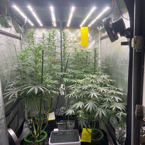Moweeto growlog timeline photo